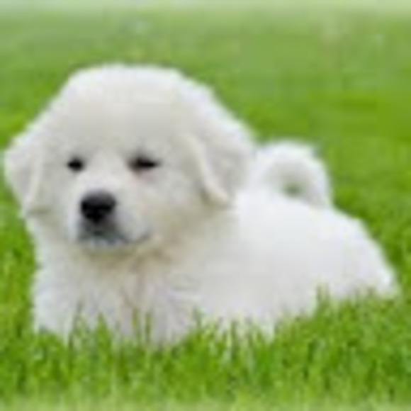 Meet your Posher, Abbilyn - Picture 1 of 1